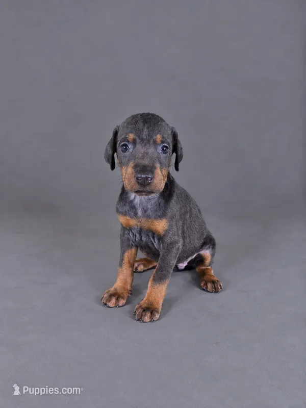 Yara – Doberman Pinscher puppy for sale in Brantley, AL