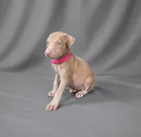 Auriel, a female Doberman Pinscher for sale in Brantley, AL – 2 of 5