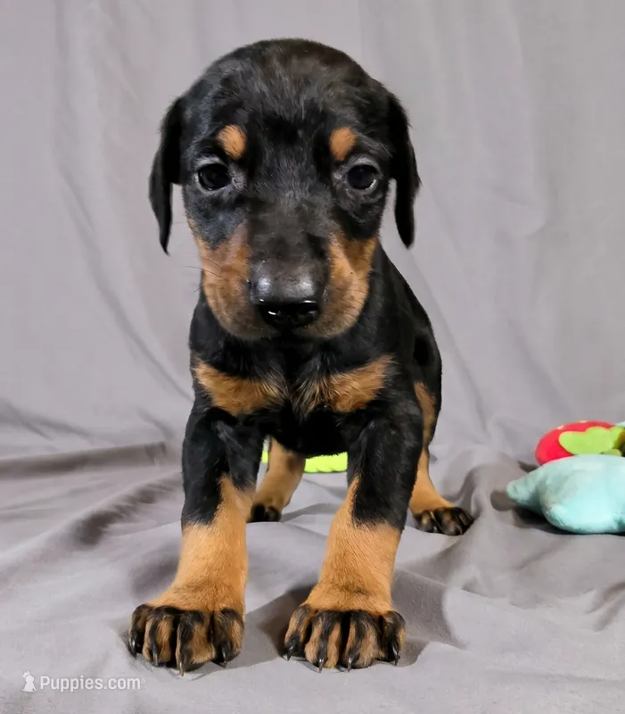 Tempra – Doberman Pinscher puppy for sale in Brantley, AL