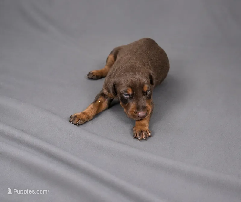 Bear – Doberman Pinscher puppy for sale in Brantley, AL