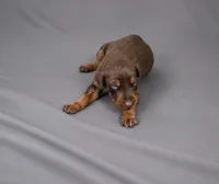 Bear, a male Doberman Pinscher for sale in Brantley, AL – 1 of 1