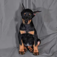 Tempra, a female Doberman Pinscher for sale in Brantley, AL – 3 of 5
