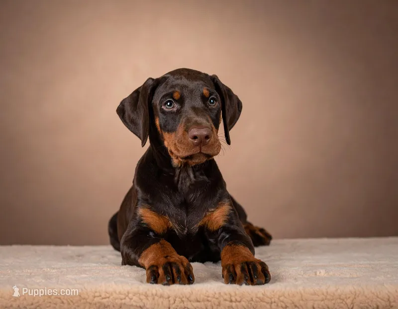 Elune x Aukon Full Euro, a  Doberman Pinscher for sale in Brantley, AL – Photo 1 of 5