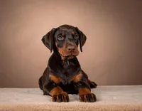 Elune x Aukon Full Euro, a  Doberman Pinscher for sale in Brantley, AL – Photo 1 of 5