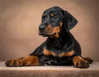 Elune x Aukon Full Euro, a  Doberman Pinscher for sale in Brantley, AL – Photo 2 of 5