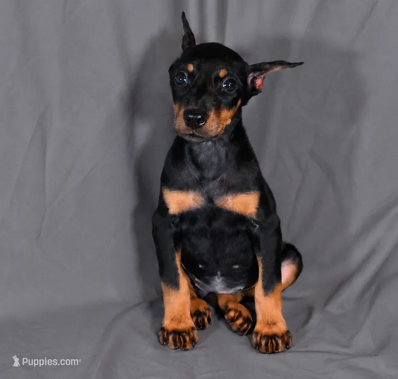 Tempra – Doberman Pinscher puppy for sale in Brantley, AL