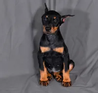 Tempra, a female Doberman Pinscher for sale in Brantley, AL – 1 of 5