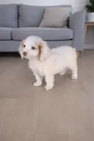 Oliver, a male Miniature Goldendoodle for sale in Brantley, AL – Photo 2 of 3