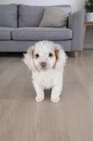 Oliver, a male Miniature Goldendoodle for sale in Brantley, AL – Photo 1 of 3