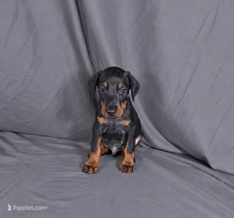 Euron – Doberman Pinscher puppy for sale in Brantley, AL