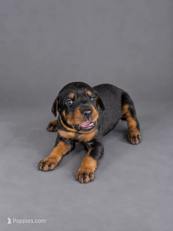 Meera – Doberman Pinscher puppy for sale in Brantley, AL