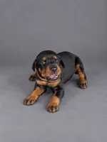 Meera, a female Doberman Pinscher for sale in Brantley, AL – 1 of 1