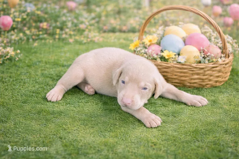 Mamoru – Doberman Pinscher puppy on hold in Brantley, AL