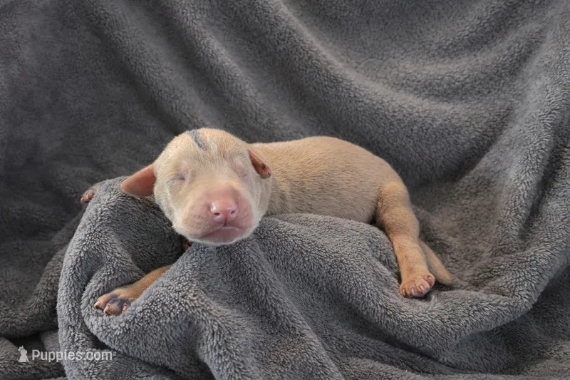 Mamoru – Doberman Pinscher puppy for sale in Brantley, AL