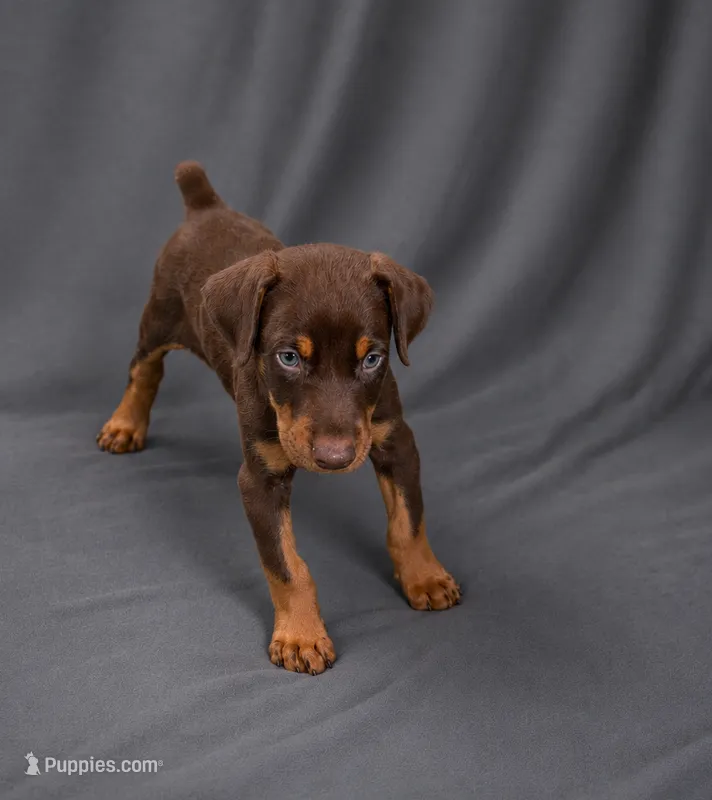 Melot – Doberman Pinscher puppy for sale in Brantley, AL