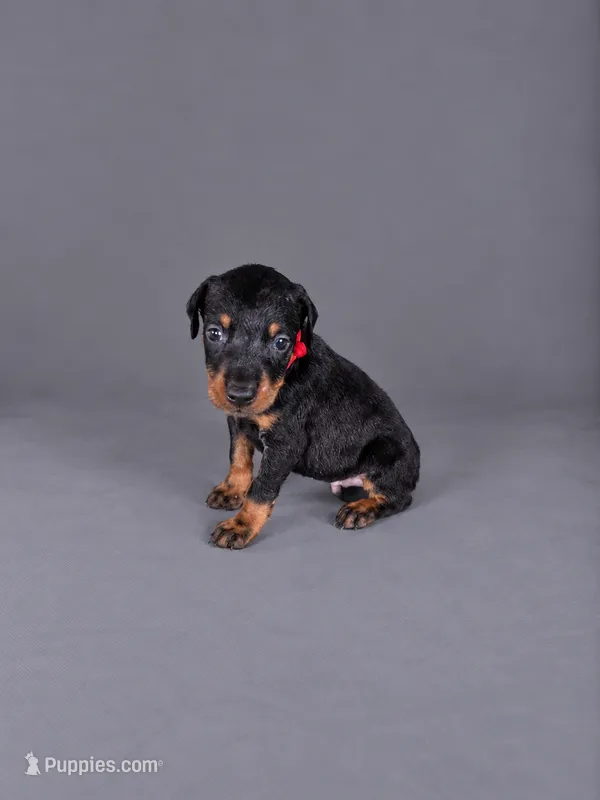 Jorah – Doberman Pinscher puppy for sale in Brantley, AL
