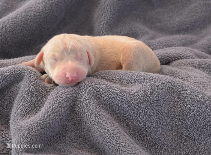 Revenaunt – Doberman Pinscher puppy for sale in Brantley, AL