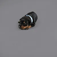 Drake, a male Doberman Pinscher for sale in Brantley, AL – 1 of 1