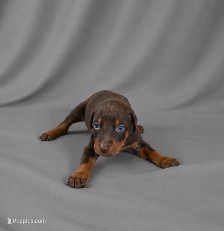 Buck – Doberman Pinscher puppy for sale in Brantley, AL