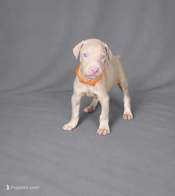 Imperius – Doberman Pinscher puppy for sale in Brantley, AL