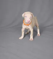 Imperius, a male Doberman Pinscher for sale in Brantley, AL – 1 of 3