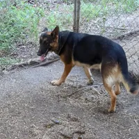 Artie, a female German Shepherd Dog for sale in Brantley, AL – Photo 2 of 3