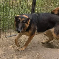 Artie, a female German Shepherd Dog for sale in Brantley, AL – Photo 1 of 3