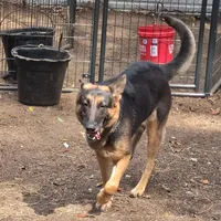 Artie, a female German Shepherd Dog for sale in Brantley, AL – Photo 3 of 3