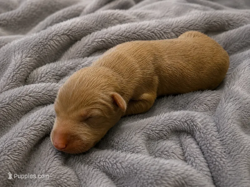 Imperius – Doberman Pinscher puppy for sale in Brantley, AL