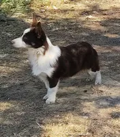 Valentine, a female Australian Shepherd and Pembroke Welsh Corgi for sale in Brantley, AL – Photo 1 of 5