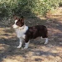 Valentine, a female Australian Shepherd and Pembroke Welsh Corgi for sale in Brantley, AL – Photo 3 of 5