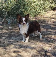 Valentine, a female Australian Shepherd and Pembroke Welsh Corgi for sale in Brantley, AL – Photo 4 of 5