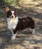 Valentine, a female Australian Shepherd and Pembroke Welsh Corgi for sale in Brantley, AL – Photo 2 of 5