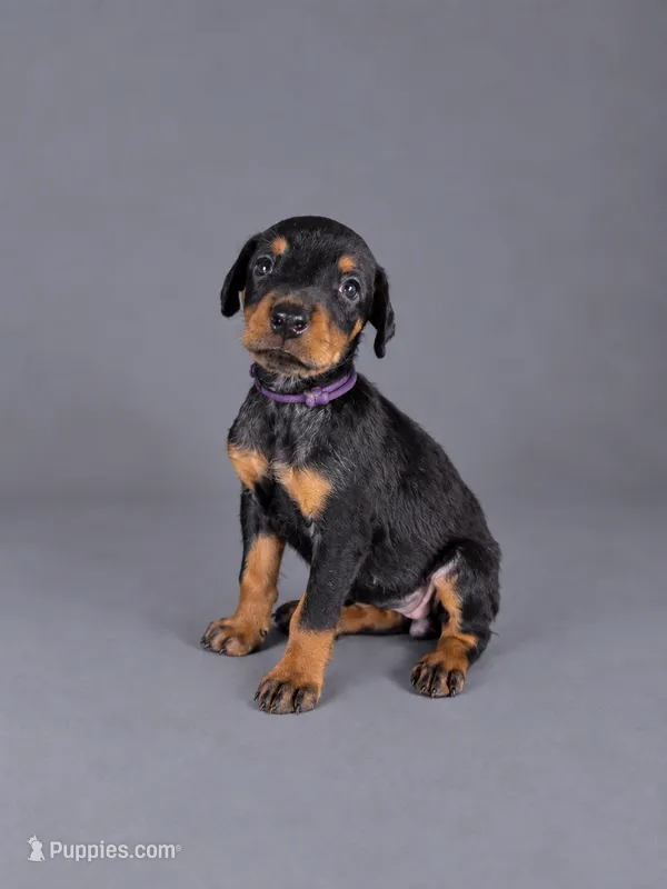 Olenna – Doberman Pinscher puppy for sale in Brantley, AL