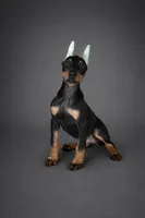 GKK Not By Faith Alone, a female Doberman Pinscher for sale in Brantley, AL – Photo 1 of 2