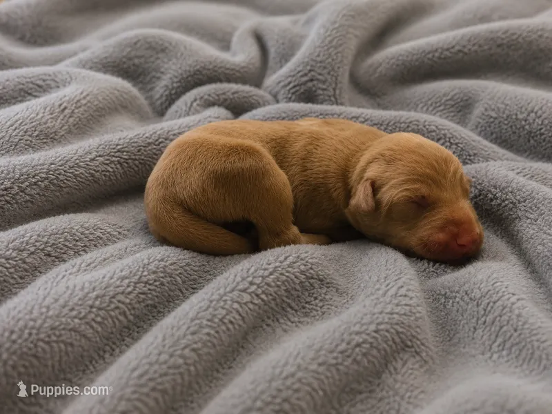Angel  – Doberman Pinscher puppy for sale in Brantley, AL