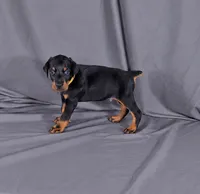 Charlie, a male Doberman Pinscher for sale in Brantley, AL – 2 of 4