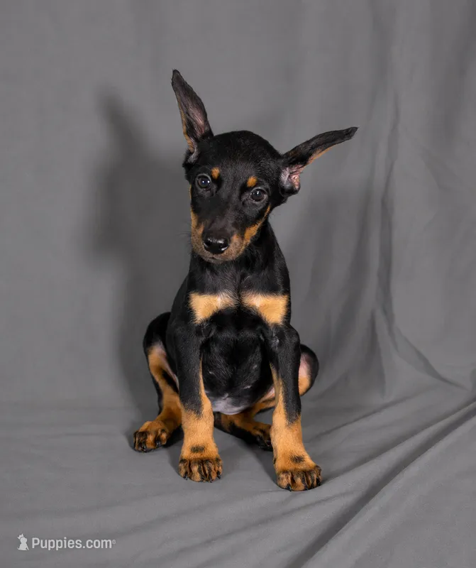 Vhagar – Doberman Pinscher puppy for sale in Brantley, AL