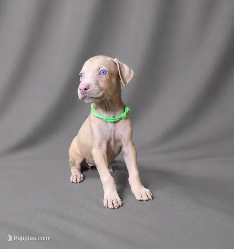 Raziel – Doberman Pinscher puppy for sale in Brantley, AL