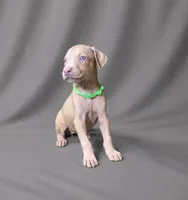 Raziel, a female Doberman Pinscher for sale in Brantley, AL – 1 of 4