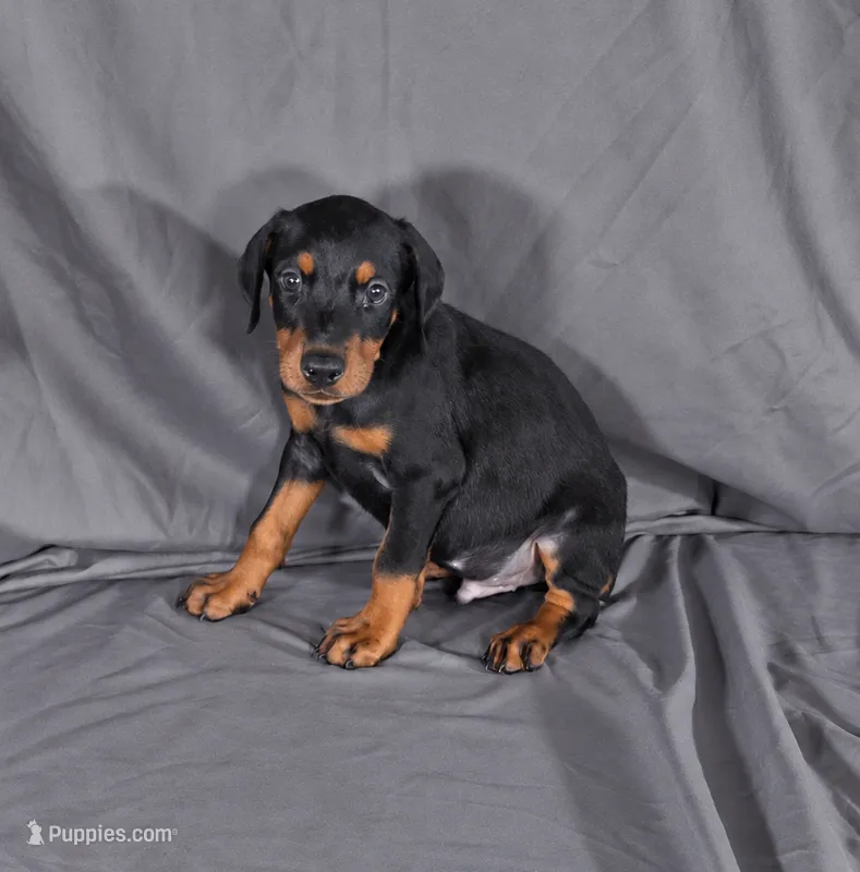 Oberyon – Doberman Pinscher puppy for sale in Brantley, AL