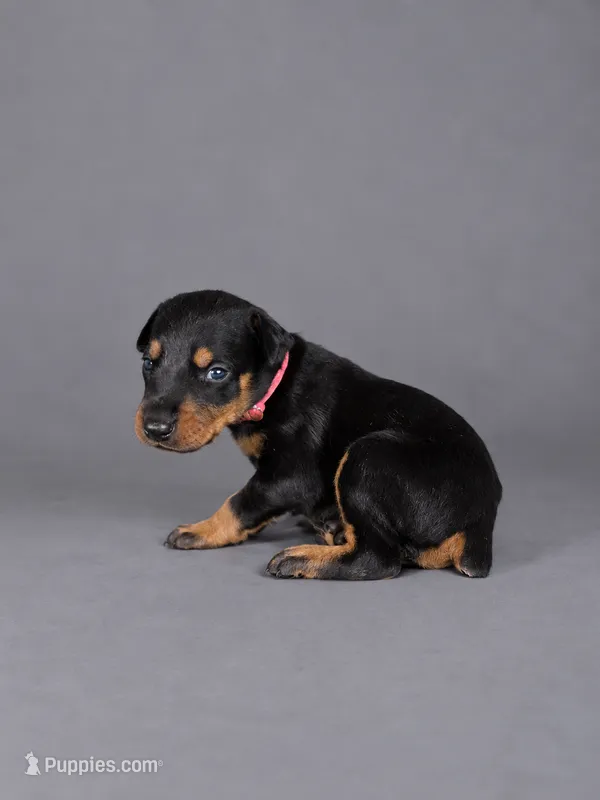 Myrcella – Doberman Pinscher puppy for sale in Brantley, AL