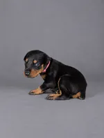 Myrcella, a female Doberman Pinscher for sale in Brantley, AL – 1 of 1