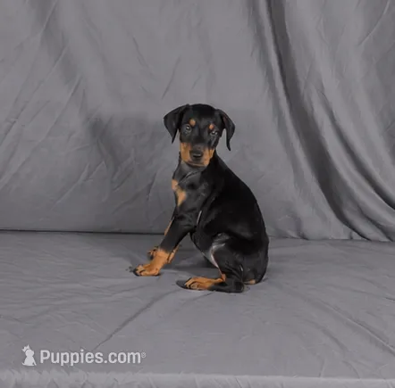 Olenna – Doberman Pinscher puppy for sale in Brantley, AL