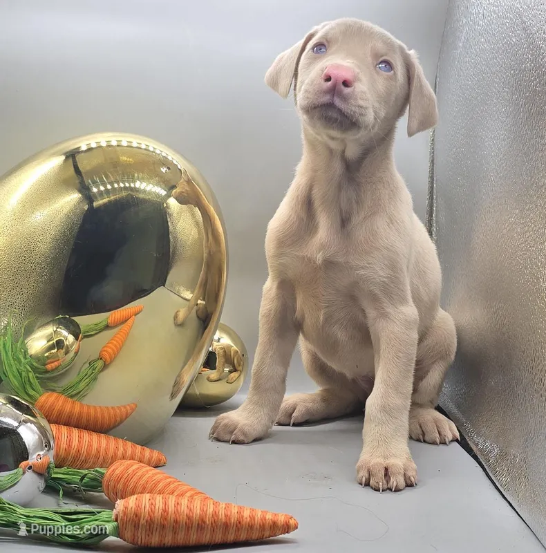 Kiros x Promise Dec A