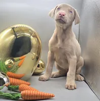 Kiros x Promise Dec A, a  Doberman Pinscher for sale in Brantley, AL – Photo 1 of 7