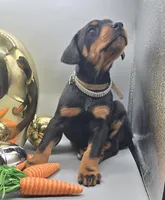 Kiros x Promise Dec A, a  Doberman Pinscher for sale in Brantley, AL – Photo 7 of 7