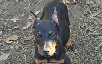 Kiros x Promise Dec A, a  Doberman Pinscher for sale in Brantley, AL – Photo 3 of 7