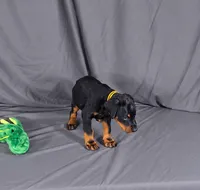 Charlie, a male Doberman Pinscher for sale in Brantley, AL – 3 of 4