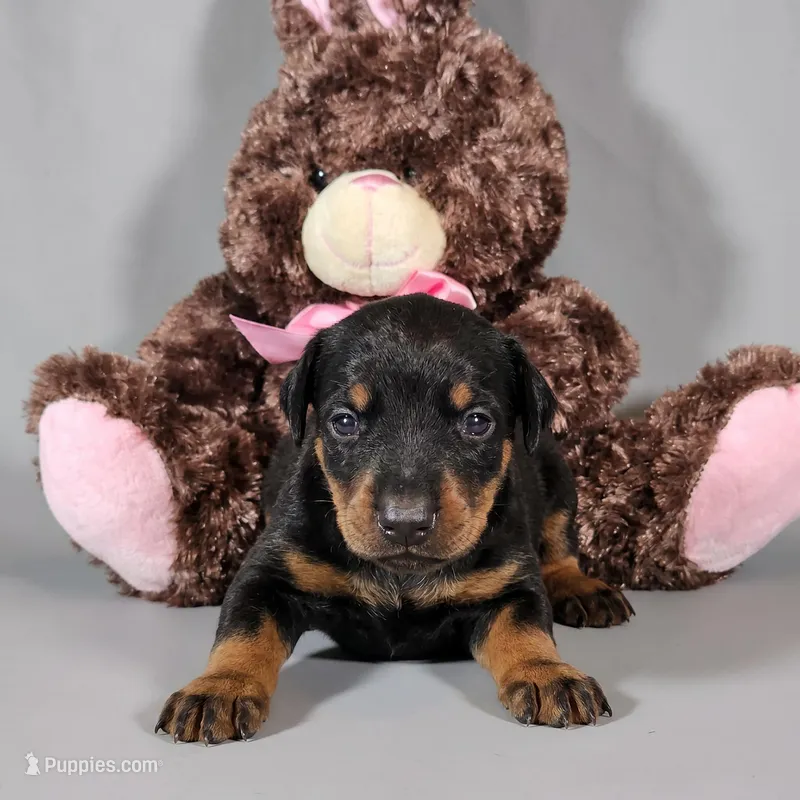 Tempra – Doberman Pinscher puppy for sale in Brantley, AL